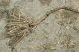 Plate Of Fossil Crinoids & Sea Urchins - Gilmore City, Iowa #199135-1